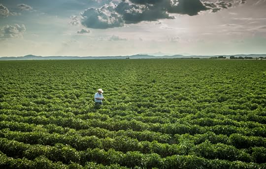 Green chile field, New Mexico