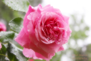 hollywood glow rose