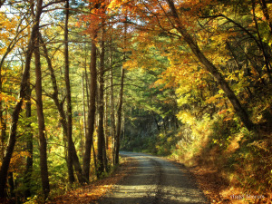 leaves on road