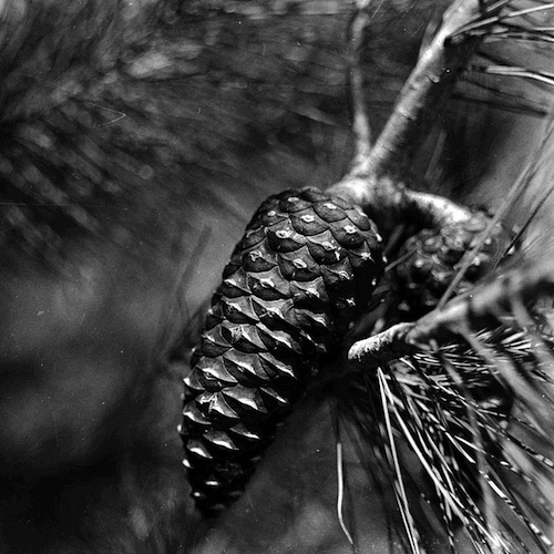 ConiferCone.jpg