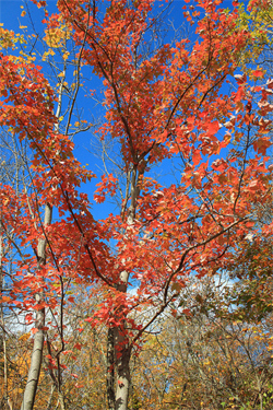 appalachian tree