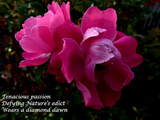 Tenacious passion, defying nature's edict wears a diamond dawn