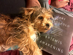 Adara (the terrier) Contemplates her namesake, Adara the Huntress