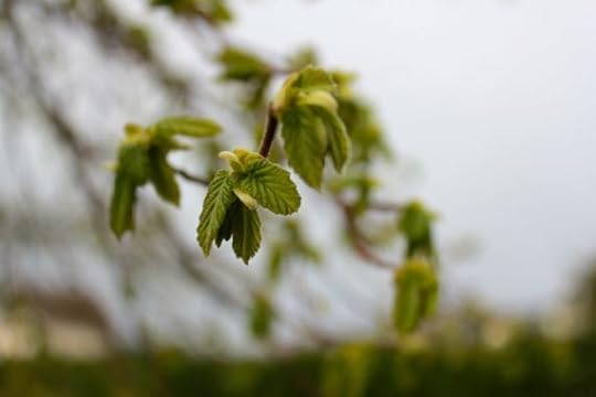 Hazelnut Tree