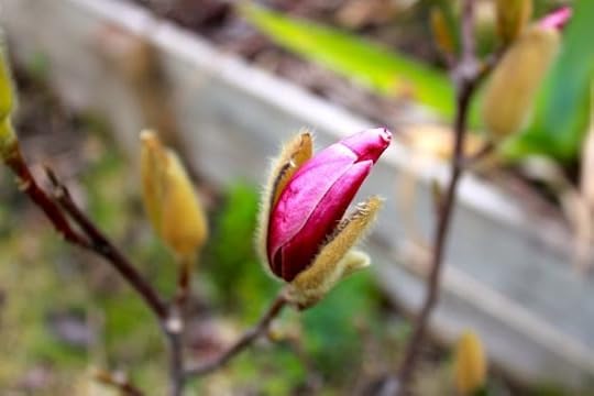 Funny how in another part of the garden it didn't grow nearly as tall (planted at the same time) but it buds more quickly.