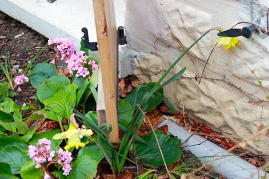 While we're at it, each year I tell myself I need to move the daffodils because they get squashed under the shutters.