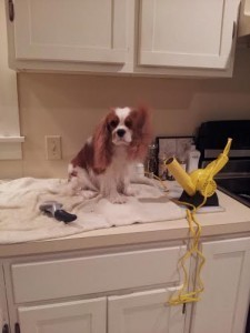 Honey primping