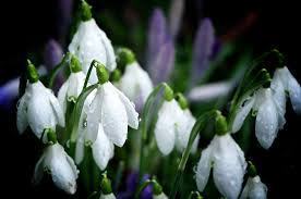 snowdrops
