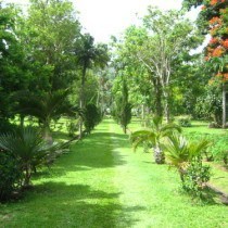 botanical-gardens-sr-vincent-210x210