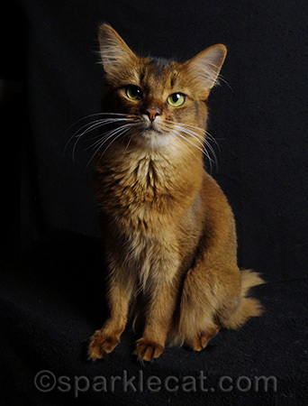 I've got my Kitty Power look on