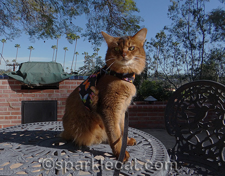 My human's boyfriend hangs out here in the mornings with his coffee and his laptop