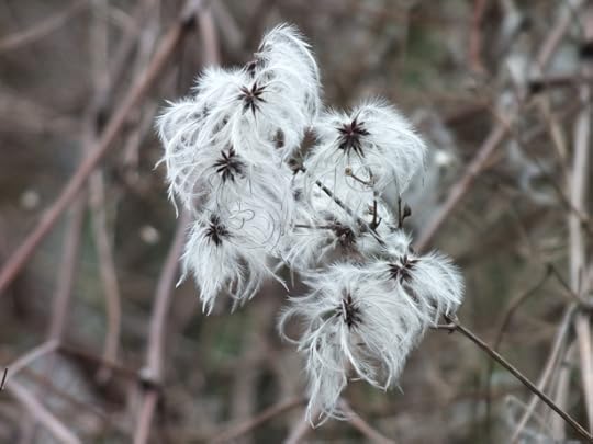 Cotton candy (1)