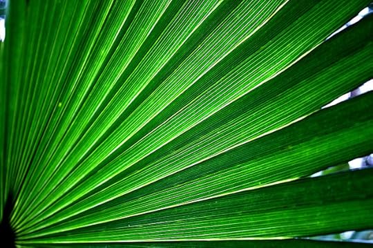 Palmetto from Flickr via Wylio