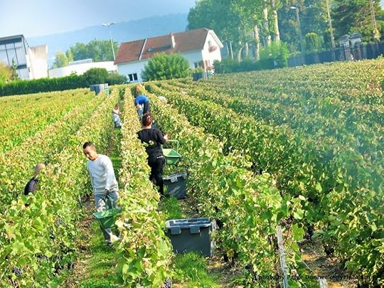 Champagne Harvest, France photo by Paige Donner copyright 2014