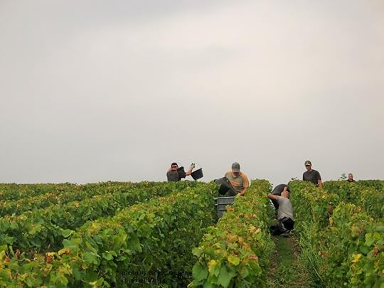 Champagne harvest, France. Photo by Paige Donner copyright 2014