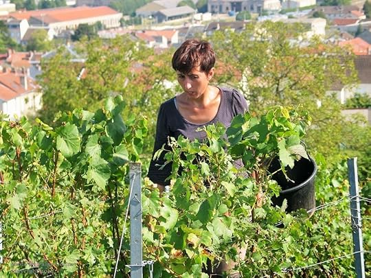 Champagne harvest, France. Photo by Paige Donner copyright 2014
