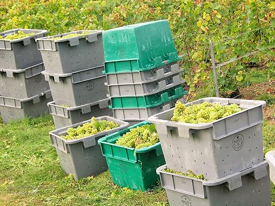 Champagne harvest, France. Photo by Paige Donner copyright 2014