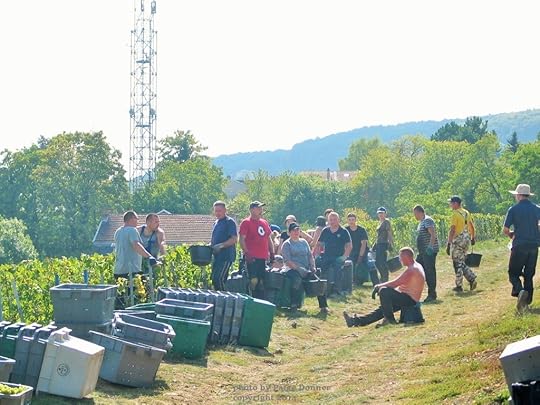 Champagne harvest, France. Photo by Paige Donner copyright 2014
