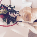 La mia piccola Flower Designer