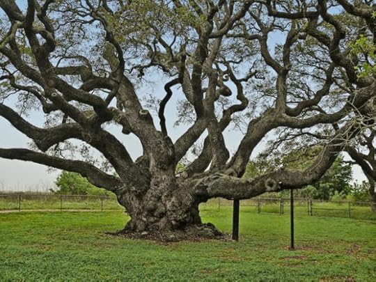 The Big Tree - live oak
