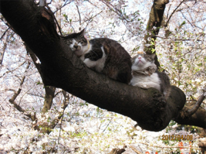 cats