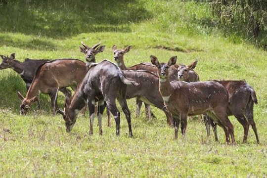 Ethiopia's mountain nyala. (Photo: Gabrielle and Michel Therin-Weise/Getty Images)