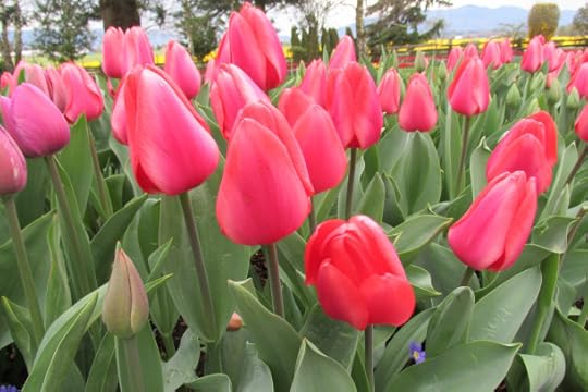 tulips at RoozenGaarde, March 20, 2015 