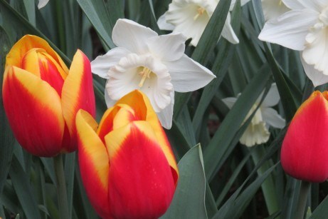 Tulips meet daffodils at RoozenGaarde.
