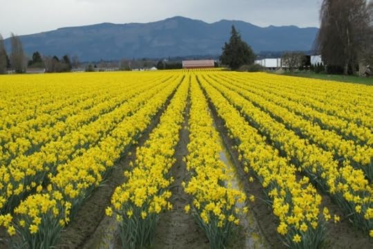 daffodil field