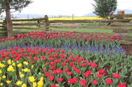 RoozenGaarde and daffodil field