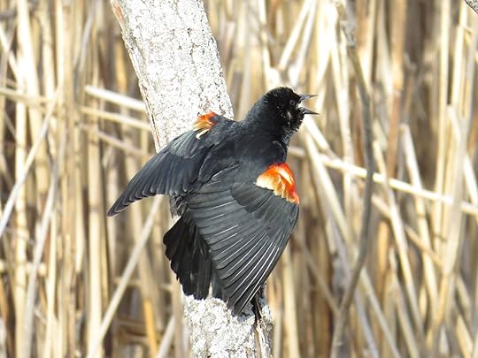 Male Red-winged Blackbird singing and facing away, so that we see the bright red feathers of the shoulders 