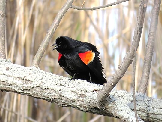 The Red-winged Blackbird from the front, the way this display is intended to be viewed, the intense red of the shoulders is set off against very deep black shadows of the body and underwing.