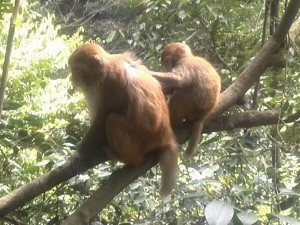 Exploring Zhangjiajie National Forest Park - Wulingyuan Day 1 (4)