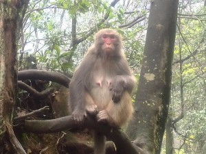 Exploring Zhangjiajie National Forest Park - Wulingyuan Day 1 (2)
