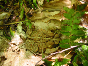 Big Toad 02