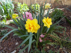 SpringInTheTrollGarden2014 002
