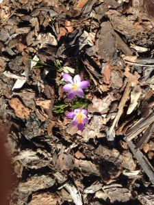 Crocus
