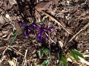 Iris