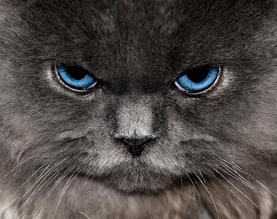  photo angry-cat_zpsomcf6a1r.jpg