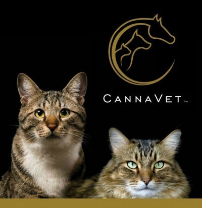 medical-marijuana-pets