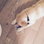 Un alberello da sgranocchiare