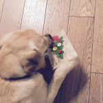 Con bottoncini edibili alle verdure