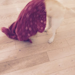 E Koi ha un nuovo plaid che distrugger��