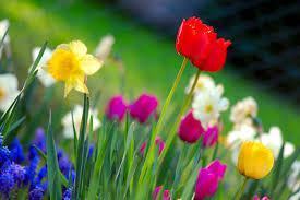 spring
