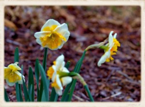 Narcissus in Bloom LS 1 (Framed)