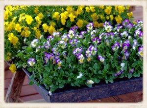 Pansies in Flats (Framed)