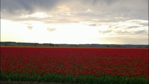 Red Tulips, Clouds