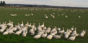 Snow Geese in migration