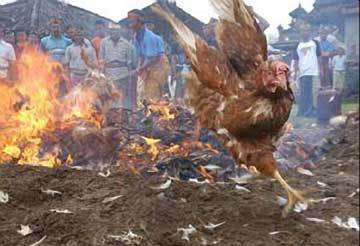 Burning-Chickens