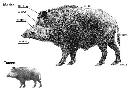 Член кабана картинки